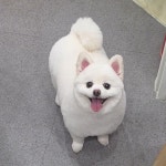 버블독스 가정루원시티점
