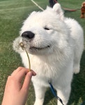 독스하트 구리