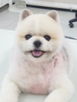 미용오개 애견미용실 영등포점
