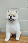 올리브독
