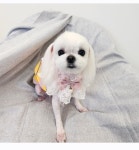 애견미용샵