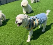 멍균관대