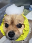 꿀강아지테리하우스