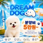 수원강아지분양 고양이분양 드림독안심분양센터