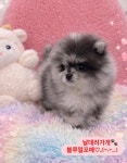 날데려가개