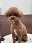 몽몽하나