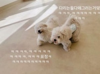 멍균관대