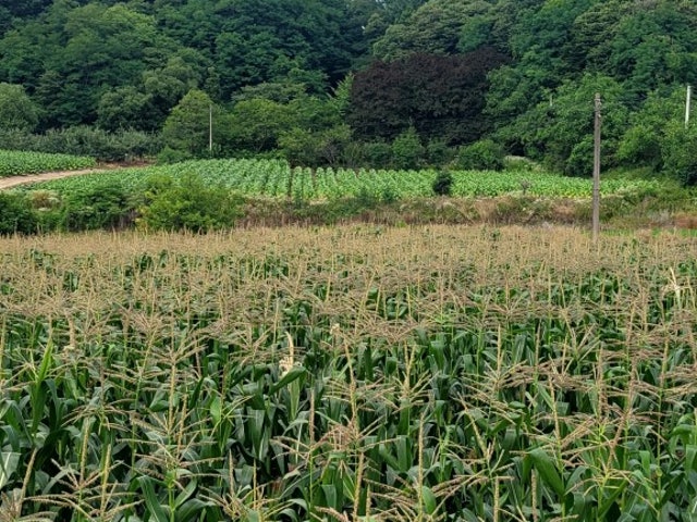 오며가며