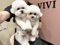 비비펫살롱
