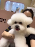 비비펫살롱