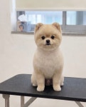 마이펫살롱