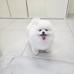 댕그리