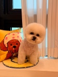 몽쁘띠 슈