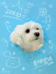 퍼시독