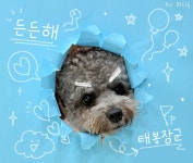 퍼시독