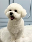 멍들리에