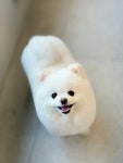 독앤바버