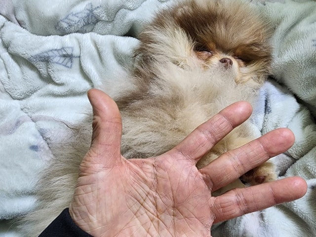 퍼피앤펍