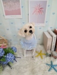 슈가펫살롱