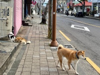 춘자멸치국수