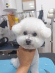 별찌몽