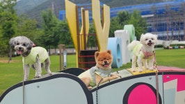 도그와트
