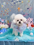 또왕또왕 Dog Salon