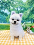 까망코살롱