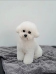 강아지이발소
