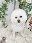 멍보드레