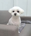 강아지이발소