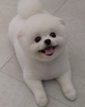 그린펫그루밍