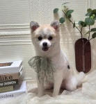 럽독 LUVDOG