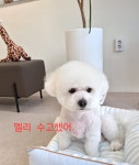 마이펫살롱