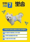싱글댕글 애견유치원&애견호텔