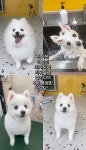 바버독