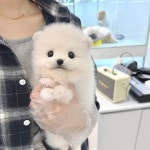 강아지분양 애견분양 퍼피플라워 중랑점