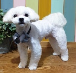 올리브독