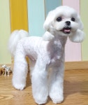 올리브독