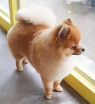 올리브독