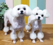 올리브독