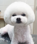올리브독