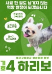 싱글댕글 애견유치원&애견호텔