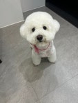 댕댕미장원