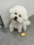 댕댕미장원