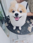 주주펫살롱