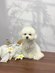 펫더헤븐 태화동물병원점