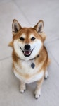 그르그르