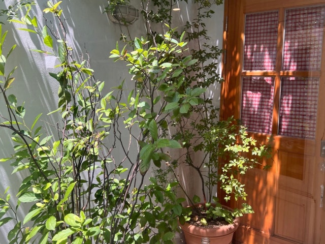 올리브앤드