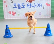 버블독스 부평공원점